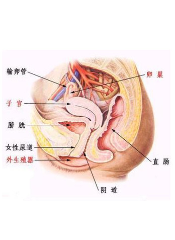 妇产科医生是如何检查女性疾病,妇科病是能从内裤上看出吗