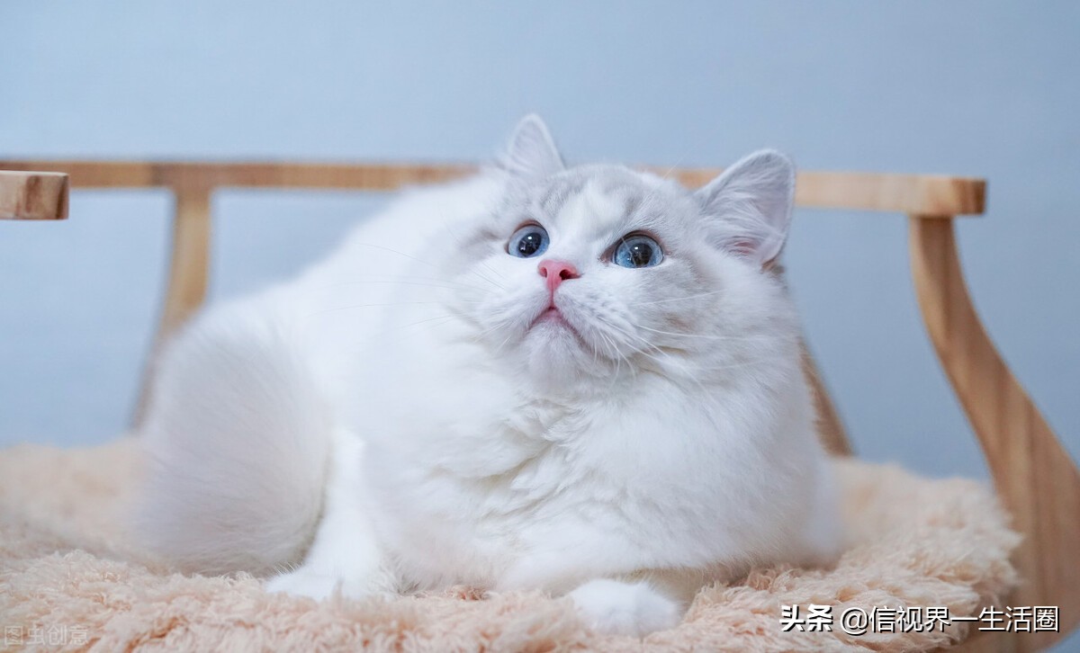 女生养的四种萌宠,最适合女生养的小型萌宠