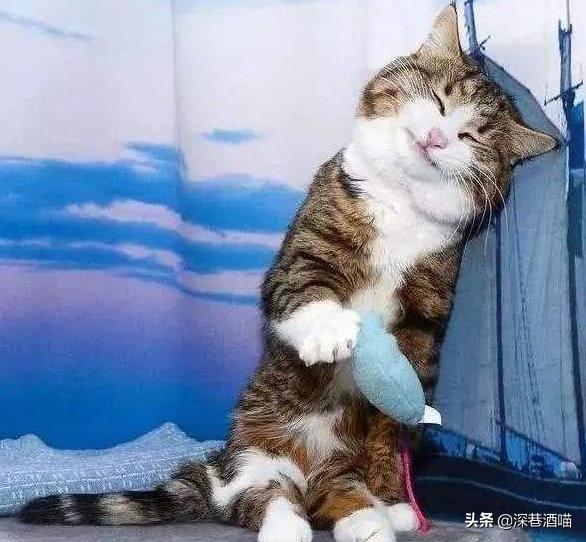 猫咪有这些行为证明你养猫真失败,猫咪骗局揭秘