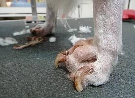 狗狗为什么要断甲,狗狗什么情况下需要断甲