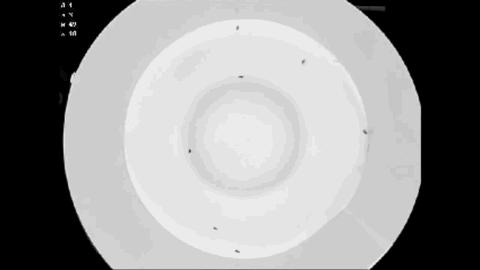 集群容易分散难，蝗灾究竟是怎么形成的？