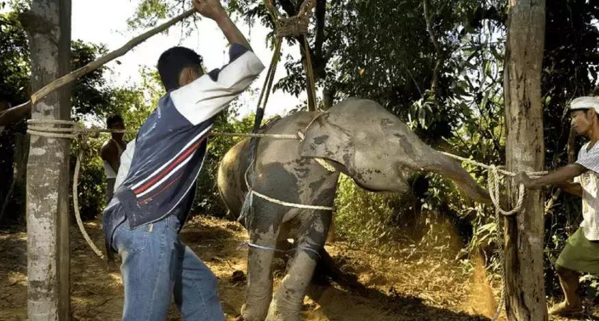 小飞象真实事件,小飞象的真实故事