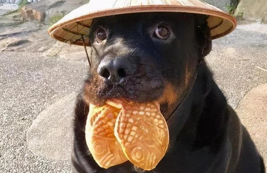 罗威纳挑食如何处理,罗威纳挑食怎么办