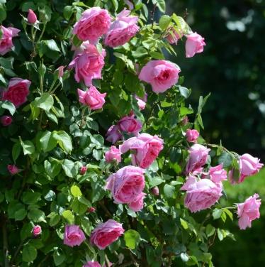 【FENG爆】5·19中国旅游日——*情纵**丰台，感受无限美景！