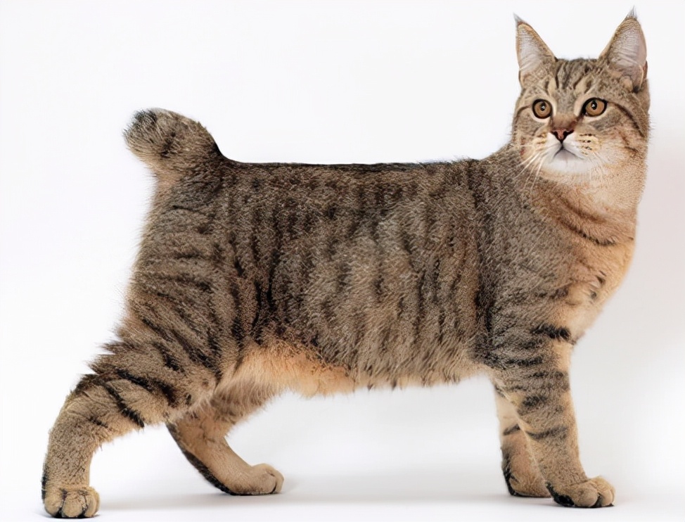 世界公认十种最可爱的猫,十种最可爱的猫