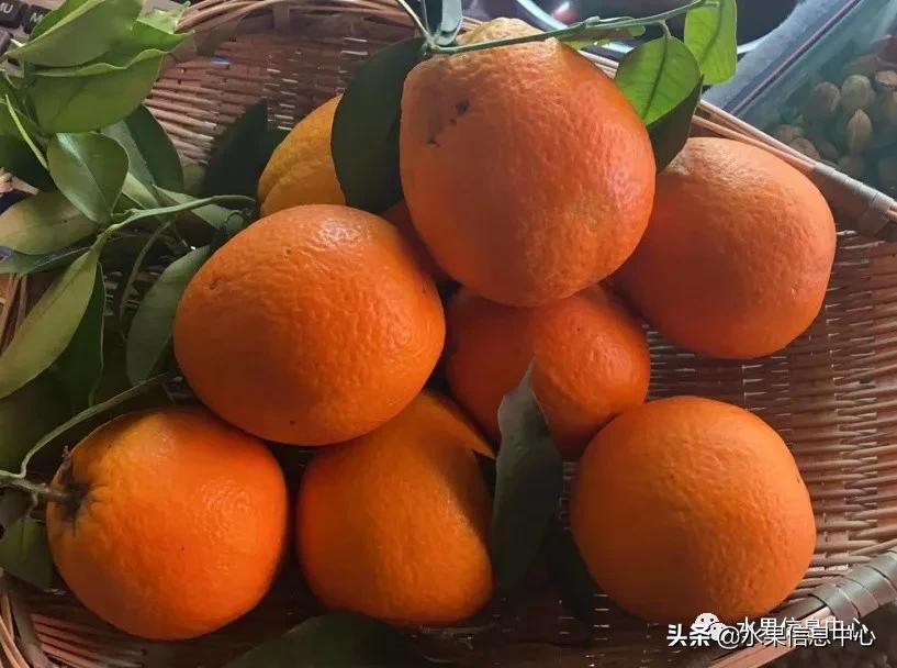 最好的橙子产地在哪里,中国橙子产地排名