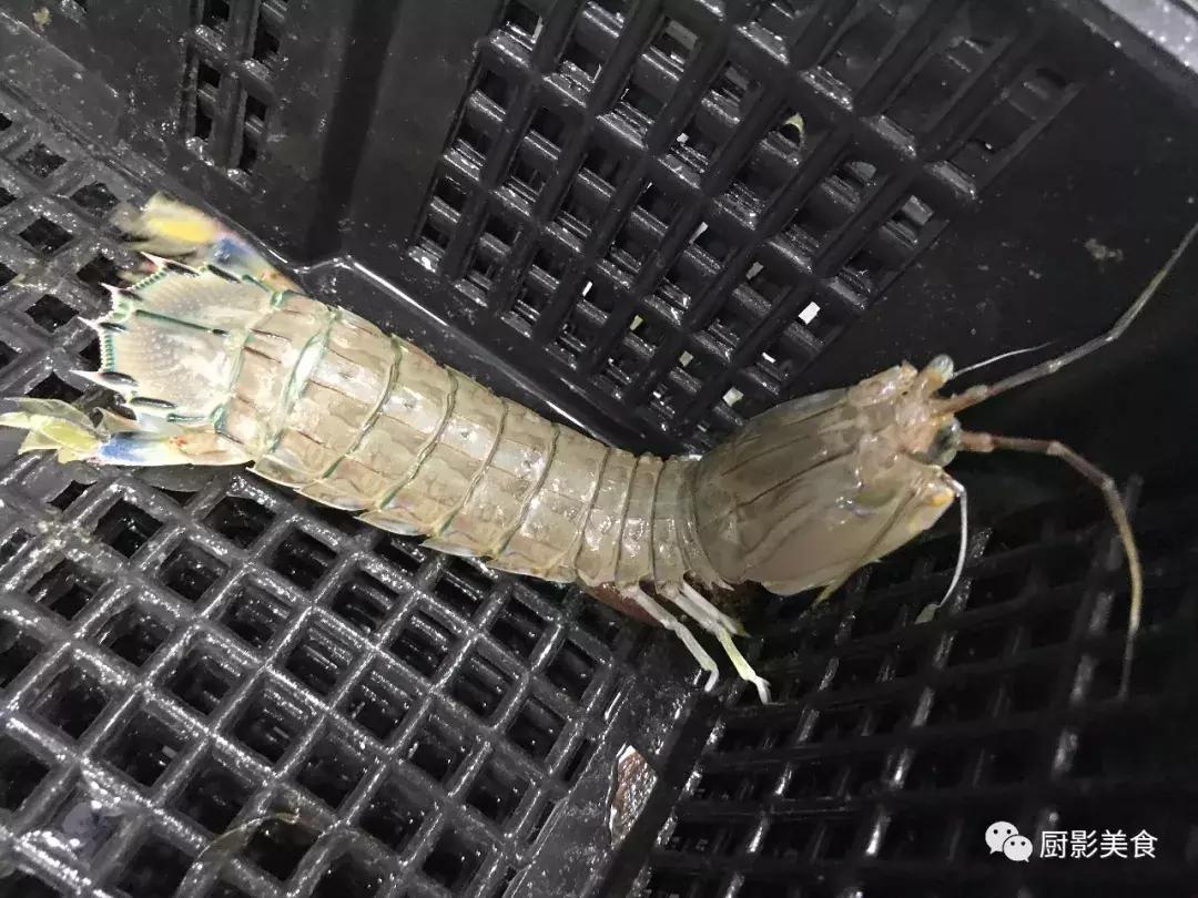 渤海当季海鲜推荐,中国渤海海鲜