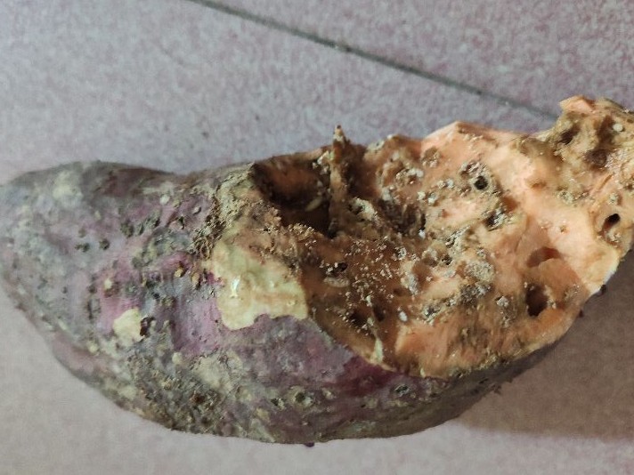 红薯放家里久了长虫,红薯和什么放一起容易坏