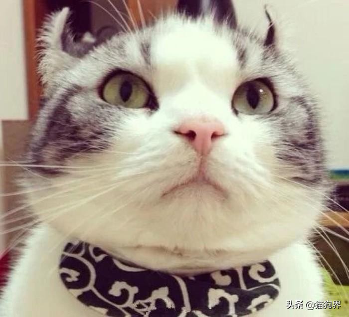 猫咪生病期间怎么护理比较好呢,猫咪生病后怎么护理