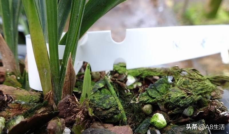 每日一品中国兰花图片,每日一品全文