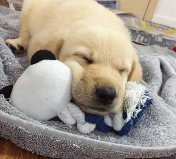 狗狗不吃东西没精神还呕吐腹泻,狗狗拉稀便反反复复是什么情况