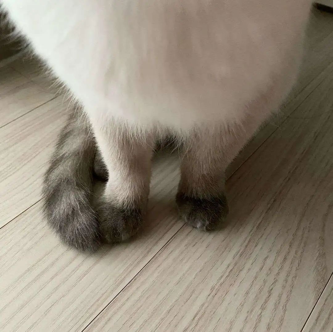 煤老板爆红完整版,煤老板ins