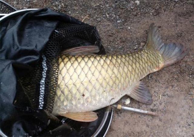 钓草鱼用什么办法好钓,教你怎么钓草鱼开饵料