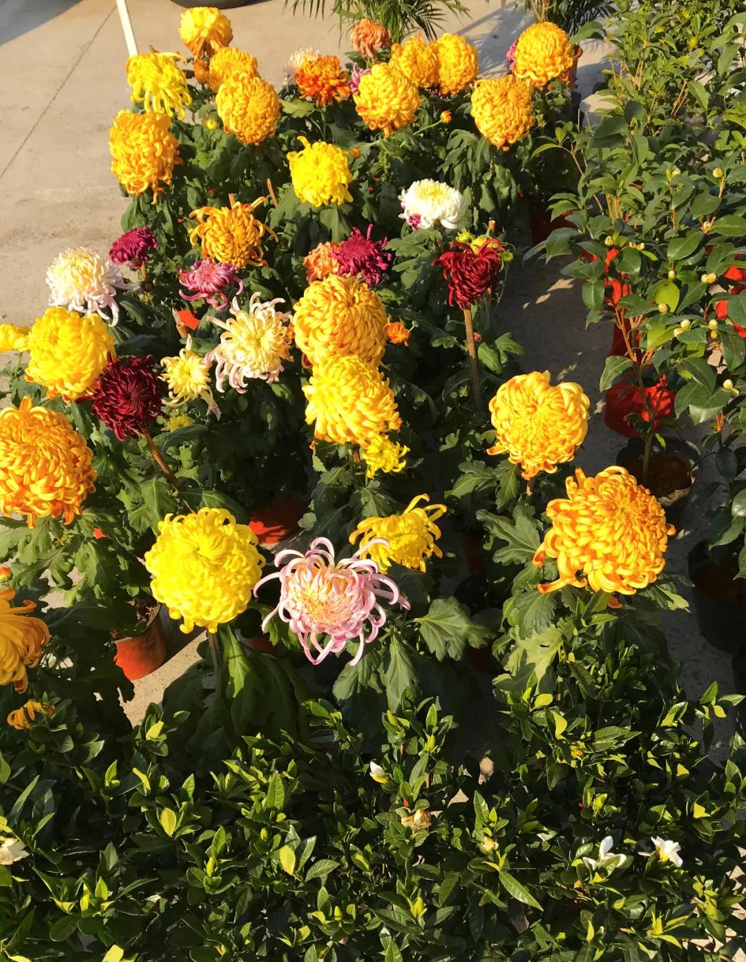 周边最便宜的大集在哪里,10元一两的大集