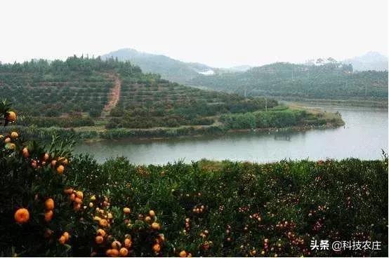 蜜桔减产成功了吗,蜜桔受灾损失多少