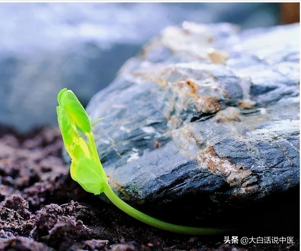 大白话说中医第七十九集,大白话说中医第二十集