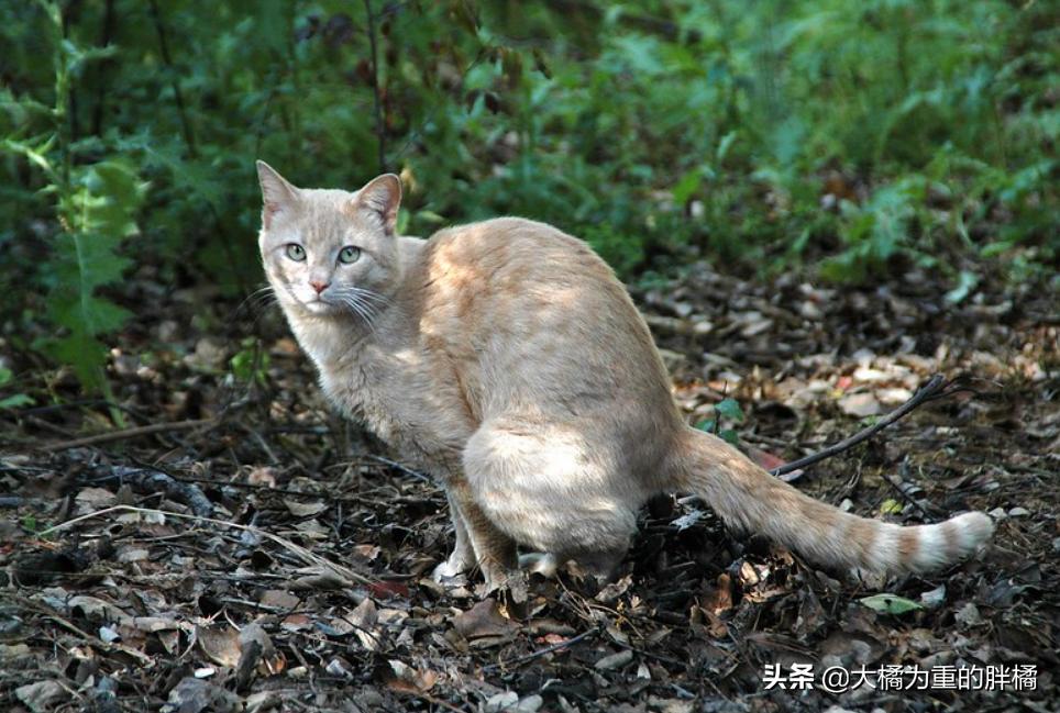 猫咪粪便异常的臭是怎么回事,看猫咪的便便来判断病情