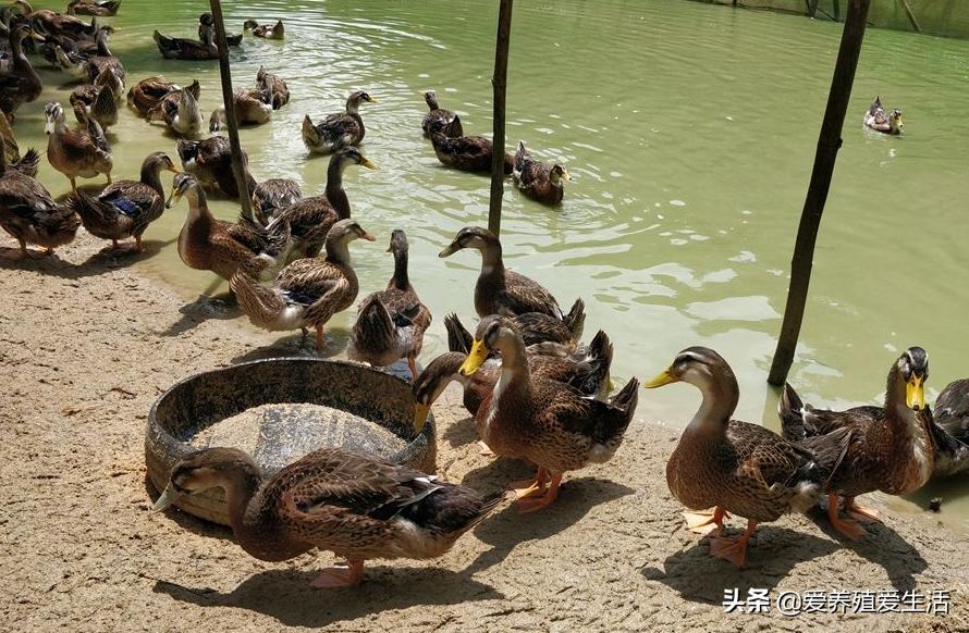 夏季霉菌感染对鸭群的侵害有哪些?最有效的小秘方一定要收藏