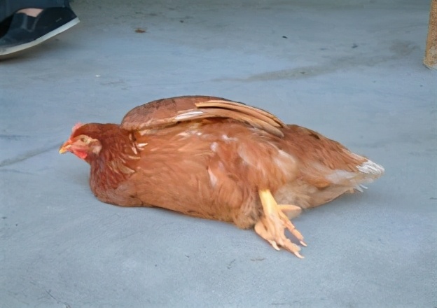 如何分辨虚寒下痢和泻热下痢,预防家禽白痢