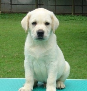 紫心勋章导盲犬,导盲犬没有勋章的视频