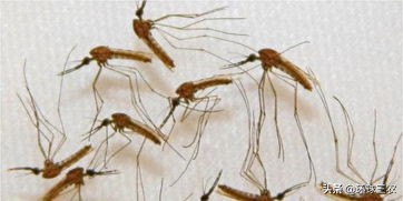 为什么农村蚊子多,农村大蚊子事件真实原因