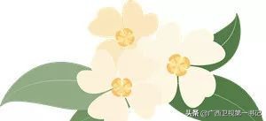 广西天等指天椒出名,广西天等指天辣椒种植