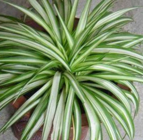 养吊兰的时候新手要注意哪些问题,吊兰养殖方法如何给吊兰换盆