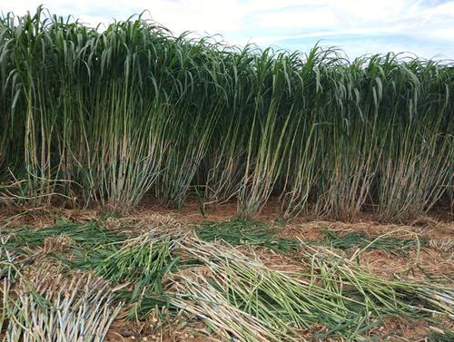 新型皇竹草的优势介绍,皇竹草的优势和缺点
