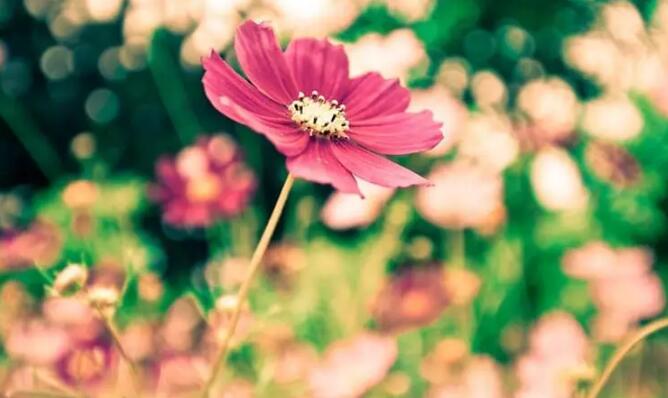 宿迁市儿童医院王晓红主任:预防儿童性早熟,莫让“花儿”过早开放