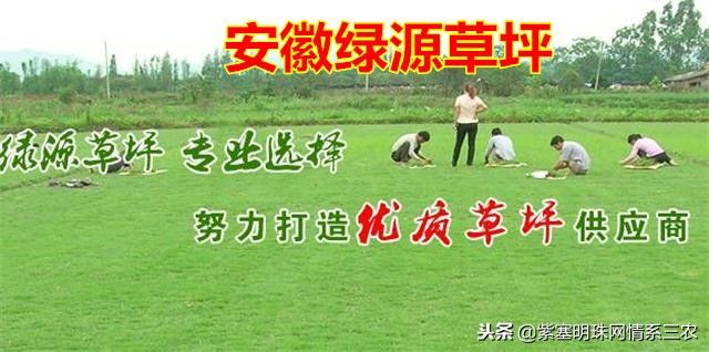 紫塞明珠,紫塞明珠苗木基地在哪里