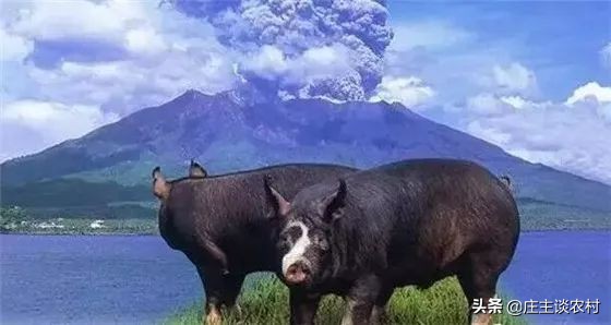 中国市场价格最贵的猪,现实生活中最贵的猪肉多少钱一斤