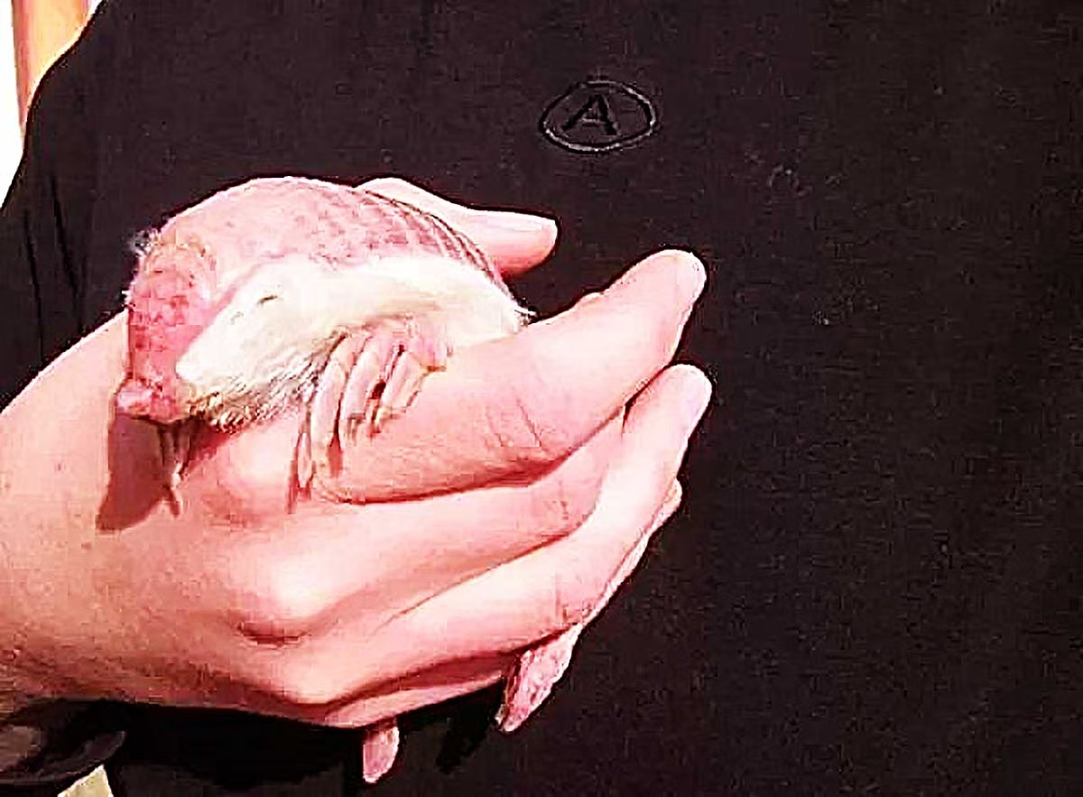 治疗麻风病最常见的药物,麻风用药