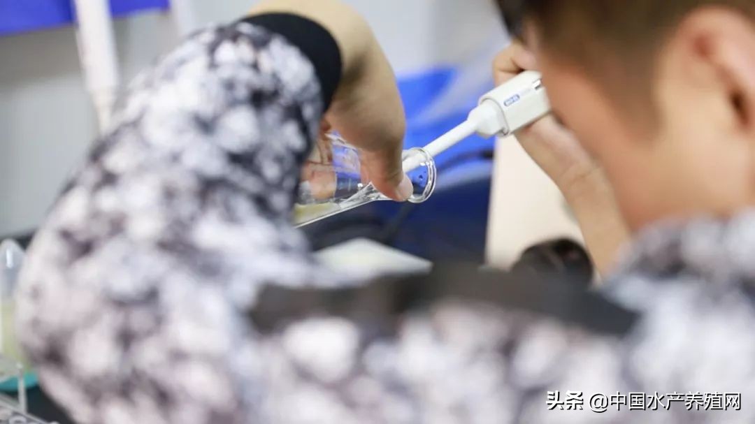 如何冲出现有的困境,如何冲出黑背