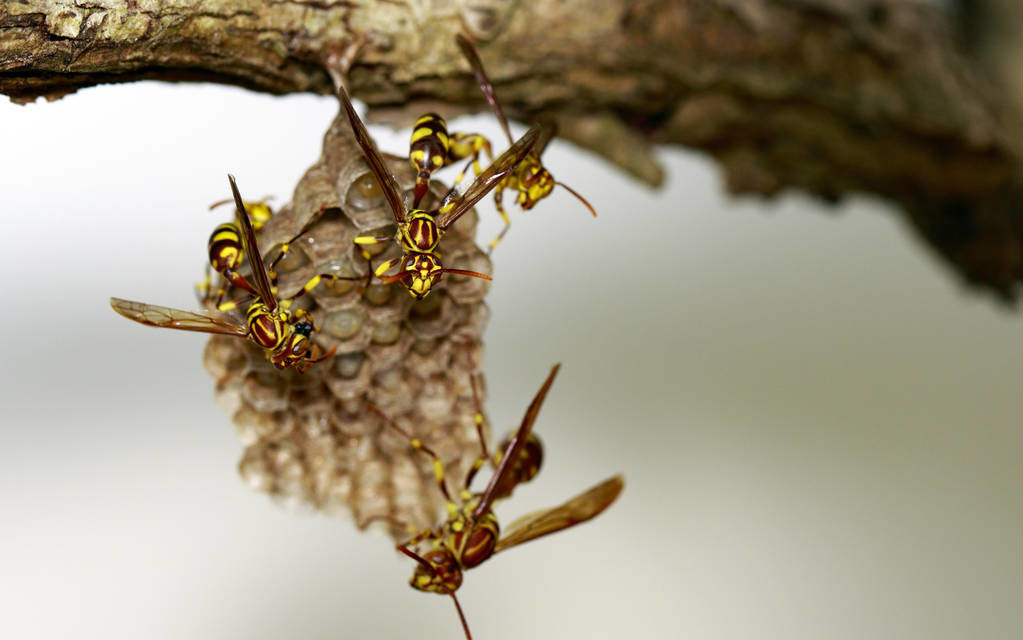 马蜂是益虫还是蜜蜂是益虫,马蜂是益虫还是害虫它长什么样