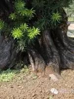 价值千万的盆景都有什么 (1000万元以上映山红盆景)