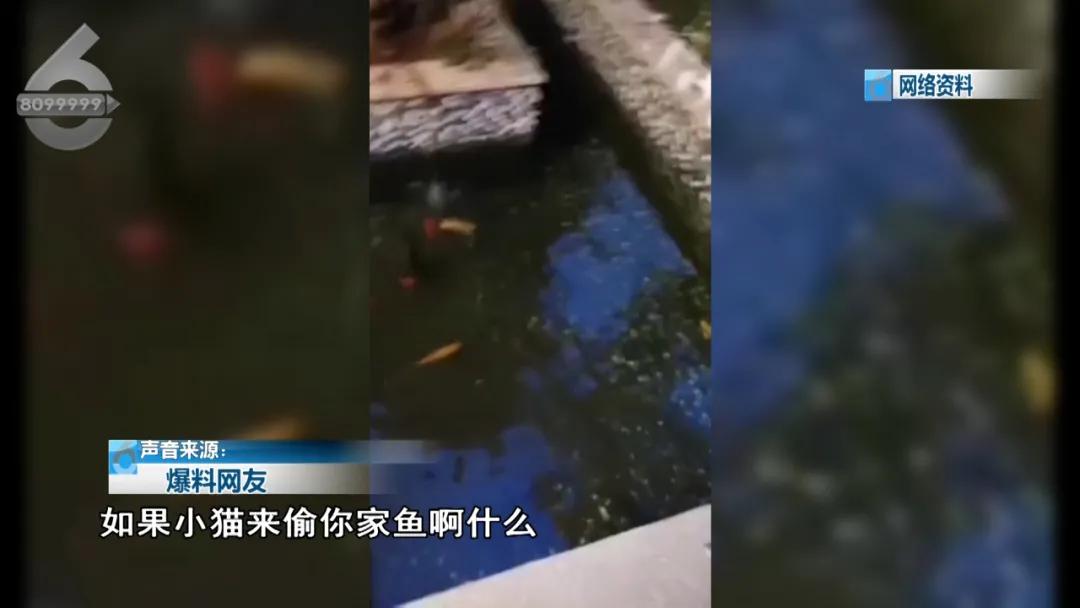 残忍至极！铁笼诱捕小猫水中溺毙，全程直播