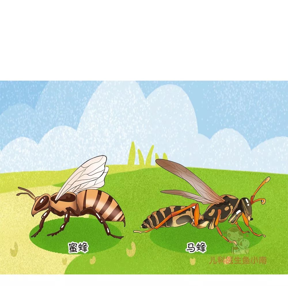 中蜂被蛰了有什么危害,秋蜂猛如虎警惕被蜇伤