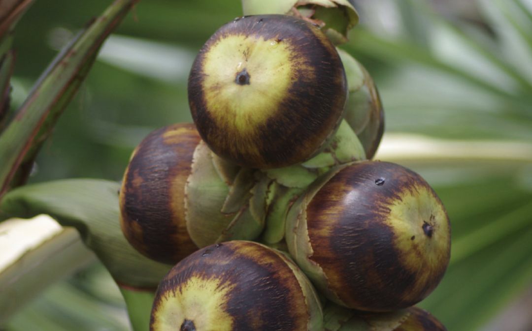 真的是活久见!长成这样居然能吃?