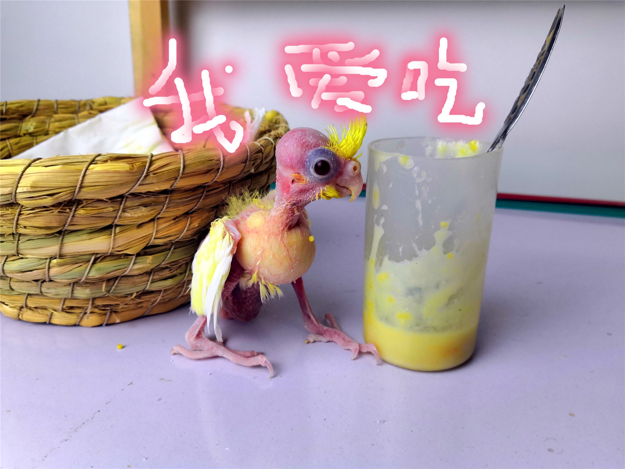 人工养殖鹦鹉注意事项,人工喂养小鹦鹉育雏