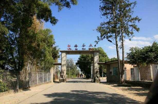 云南七子饼茶名称由来,云南七子饼2006年