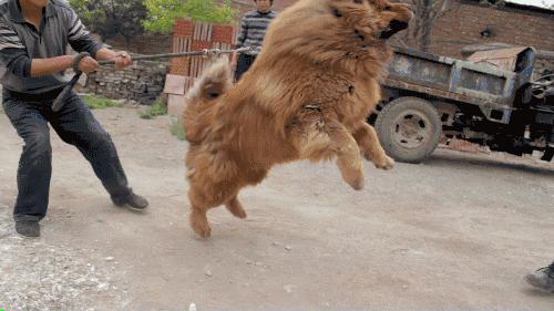 为啥不是所有的狗都适合当警犬,为什么大部分的狗不适合当警犬