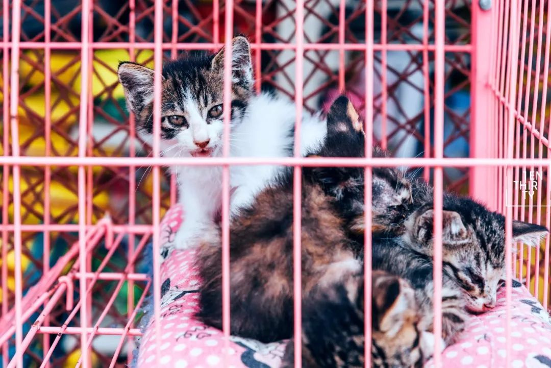 武汉是怎样的一座城,武汉发展汉阳