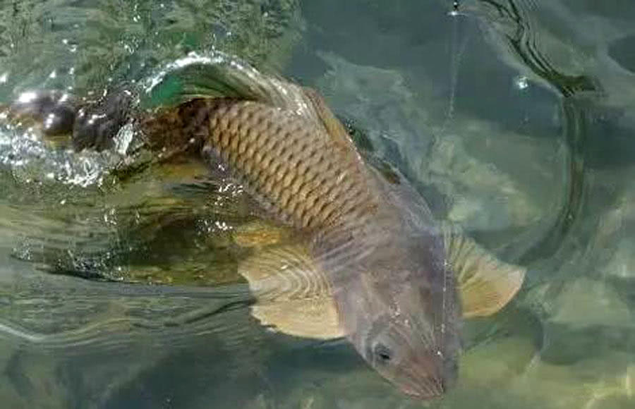 钓鱼鱼钩进喉咙里怎么办,野外钓鱼鱼钩刺入手指怎么办