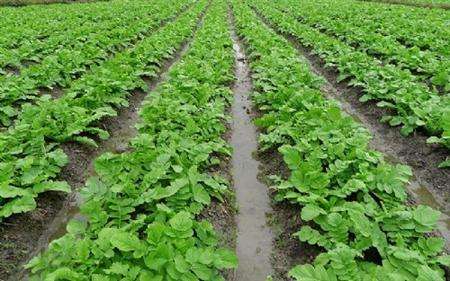 萝卜最佳种植季节,现在种植水果萝卜的方法