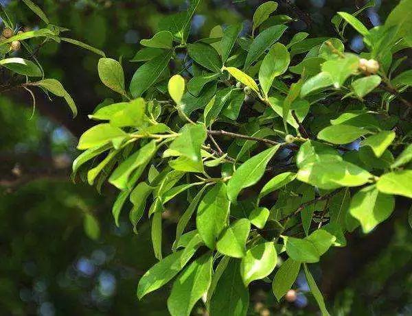 神秘小黑虫,芝麻大小的小黑虫咬人特别痒