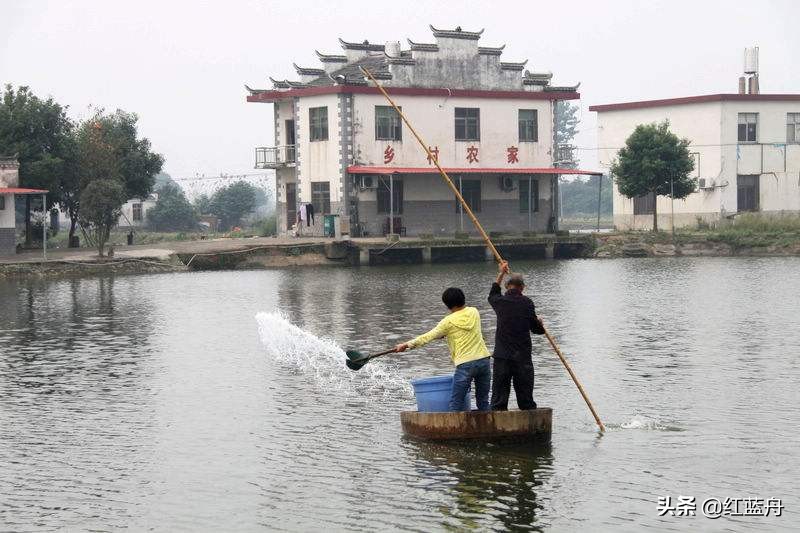 池小养不了大鱼（小说）
