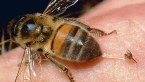 被马蜂蜇了有什么方法缓解,被马蜂蜇了的最快速处理办法