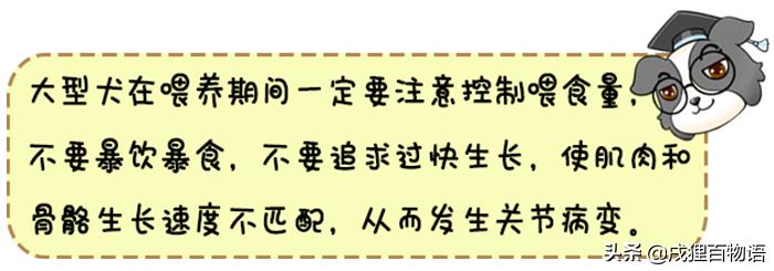 狗狗生病应该吃什么药最好,狗狗生病了不打算治了