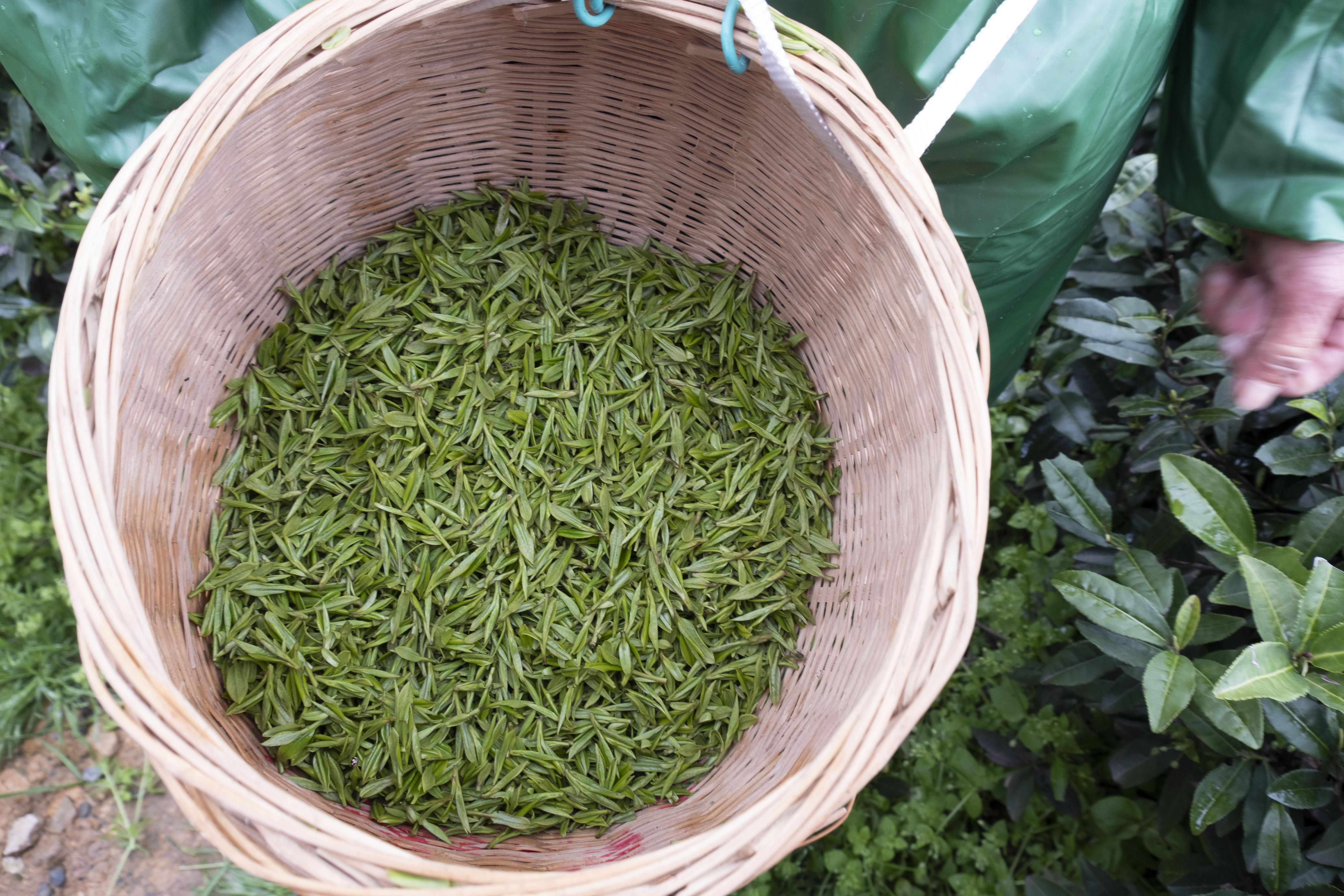 西湖龙井春茶季,龙井茶西湖明前春茶