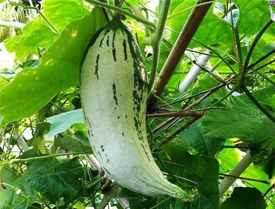 百种味道的果子,四季百种果子图片